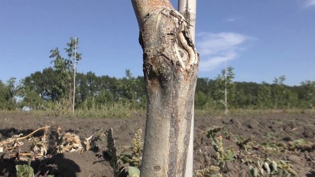 Орех ЧАНДЛЕР (СHANDLER) Вся правда!!!