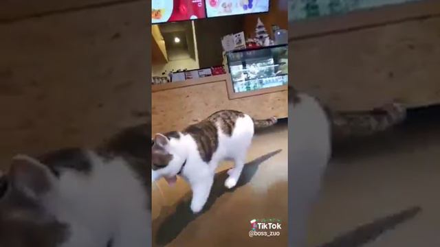 :(кот без двух лап смотреть онлайн