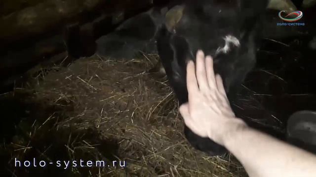 Парное молоко. Доение нашей коровки :) смотреть онлайн