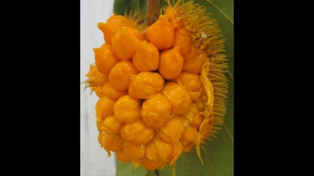 AYANI PAZHAM Artocarpus hirsutus , WILD JACK FRUIT , Anjili , FRUITS OF INDIA , смотреть онлайн