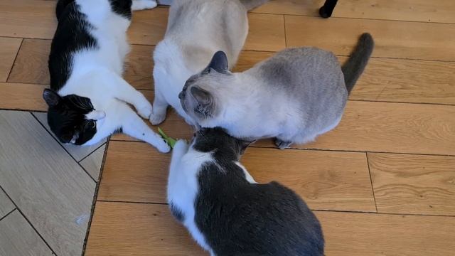 КОТОБЛОГ смотреть онлайн