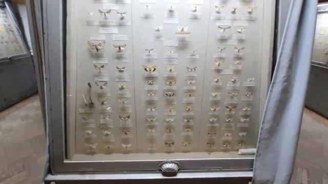 Зоологический музей ЗИН РАН СПб смотреть онлайн