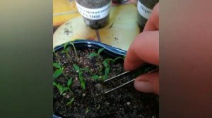 перец кустарниковый Алладин из семян. всходы. пикировка легко.