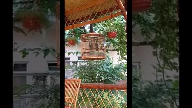 Белощёкая тимелия, Garrulax смотреть онлайн