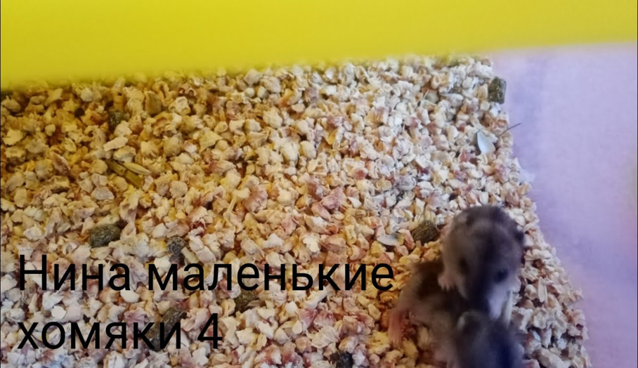 Нина маленькие хомяки 4 смотреть онлайн