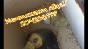 Почему попугаи выбрасывают яйца из гнезда. Ответ пользователю