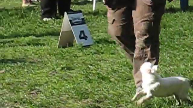 36. Speshial chihuahua show. Moskow. Club Champion-2011. смотреть онлайн