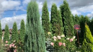 ?Можжевельник скальный ‘Блю Эрроу’⭐️Обзор