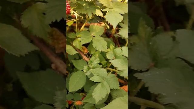 Ежевика Карака блэк. Ранний и вкусный сорт! смотреть онлайн