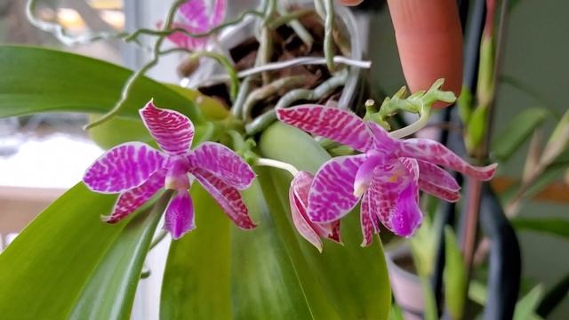 路德蝴蝶兰 Phalaenopsis Lueddemanniana