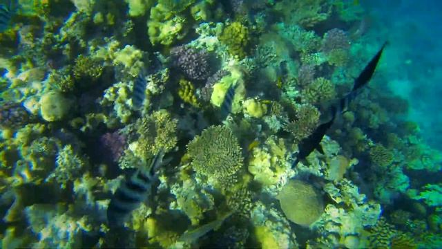 Egypt, Hurghada, Zahabia Beach Resort