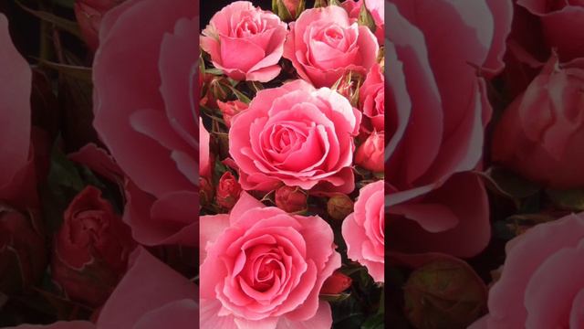 Для тебя🌹 смотреть онлайн