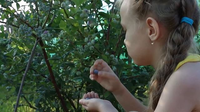 Сезон сбора органической голубики 2021 открыт! смотреть онлайн