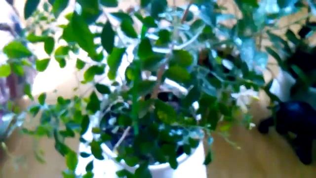 Начинает цвести мурайя