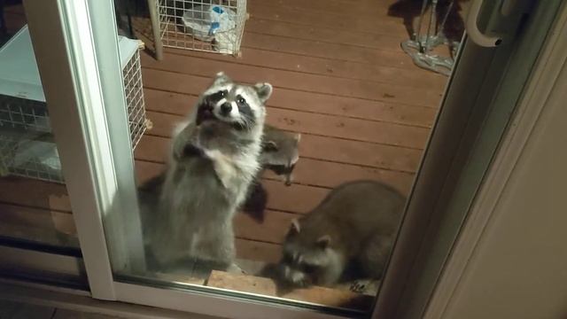 Hungry Racoons. смотреть онлайн