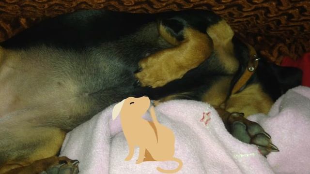 #собака #мир Любовь,добро,мир! Загляни в глаза собаки! смотреть онлайн