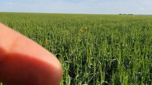 Удивительно!Озимая пшеница no-till,начало цветения.Может стоп?23.05.21.