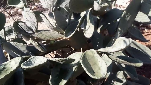 تقليم التين الشوكي(الصبر) .Cuctus Pruning.Prickly Pear Cactus Pruning . смотреть онлайн