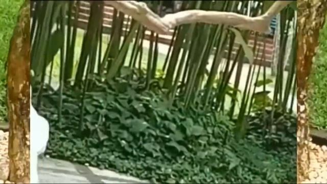 BALI BIRD PARK || A great place to visit at Bali смотреть онлайн