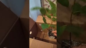 Гортензии из питомника АНАБЕЛЬ. Обзор посылки от 26.09.2022 года