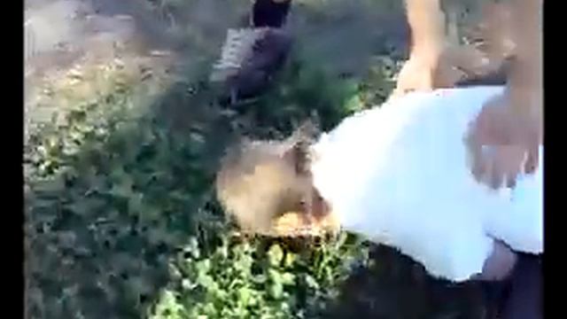 Ватафак мазафака