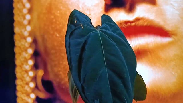 Anthurium Papillilaminum Hybrid Darkest Panama "Zombie" смотреть онлайн