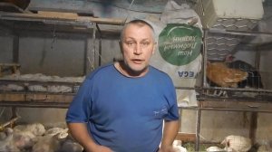 цветной бройлер xl vs голошейка vs редбро , кто больше ?