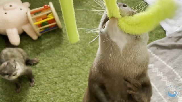 カワウソの赤ちゃん、おばちゃんのスゴワザにあこがれる！　Baby otter yearns for auntie's skill! смотреть онлайн