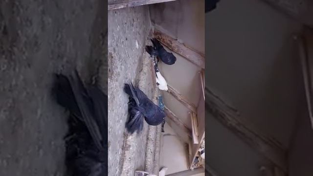 Померанский дутыш смотреть онлайн