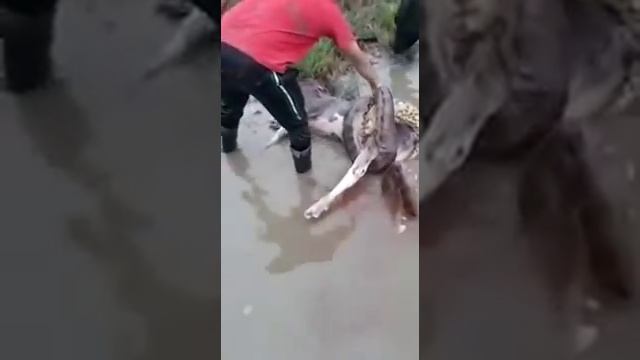 Спасения от анаконды телёнка. смотреть онлайн