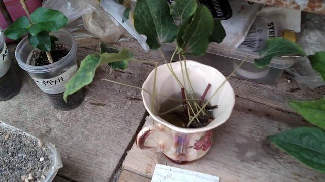 черенкование культимаром смотреть онлайн