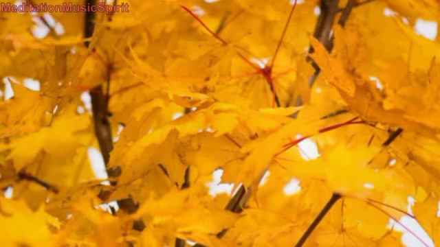 Savannah Guthrie Relax Meditation To Peaceful Music, Sleep Music, Study Music, смотреть онлайн