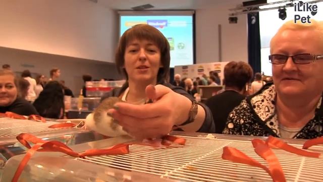 Декоративные крысы Дрессировка на ilikepet смотреть онлайн