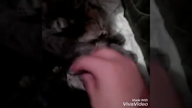 Котята открывают глазки! смотреть онлайн