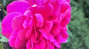 Роза Д. Остина « Фишерман’с френд » / Плюсы и минусы