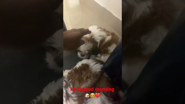 Monday morning my puppies & me will be like this 😂🐶❤️ смотреть онлайн