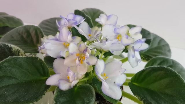 Ретро сорта фиалок смотреть онлайн