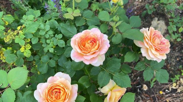 🌹 Fun in the Sun Rose from Bedard / WEKpupmobalip смотреть онлайн