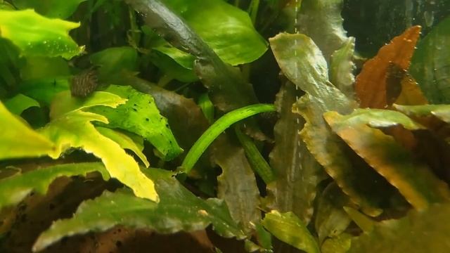 Жизнь в аквариуме. Растения пузырят, после подмены воды и прополки смотреть онлайн