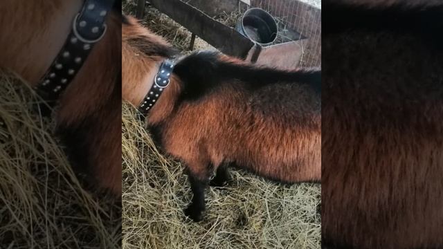 Шевалье Чешский Козел Январь 2022 г смотреть онлайн