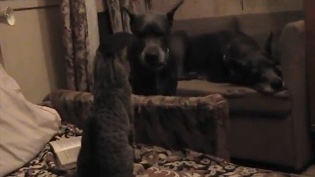 Котейко набил морду собаке смотреть онлайн
