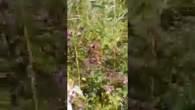 Горы Алматы,сбор трав смотреть онлайн