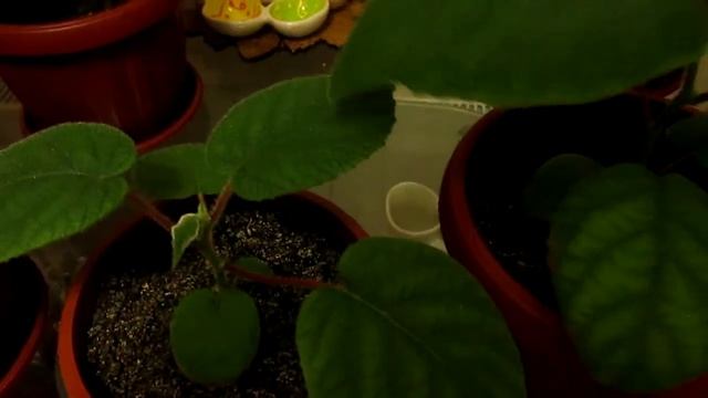 Цветение мирта.. фиалок и др... смотреть онлайн