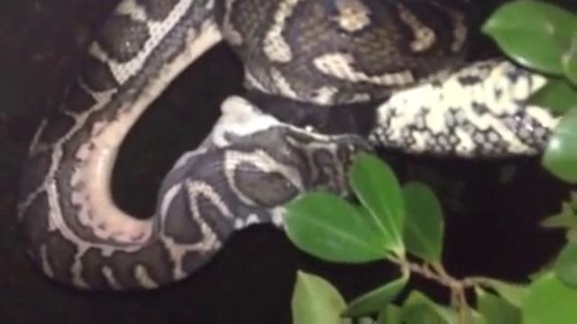 Diamond Python eating Fruit Bat смотреть онлайн