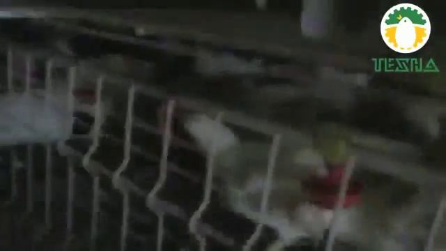 Клетка для выращивания бройлера смотреть онлайн