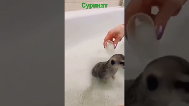 #сурикат #красота #животные #природа смотреть онлайн