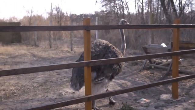 Страус написал на ногу оператору! An Ostrich peeeee on the Operator`s Leg смотреть онлайн