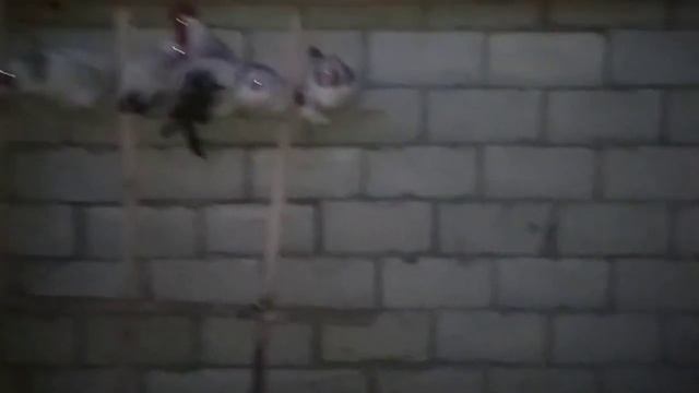Мой свинарник смотреть онлайн