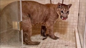 Пума-рыбак или как  Саша устроил Месси рыбалку в ванной!