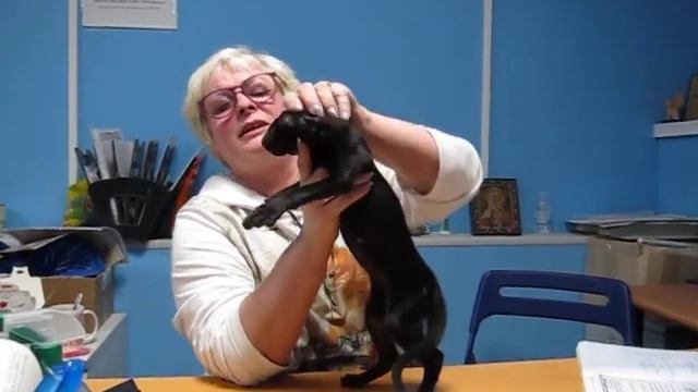 Q'mir. Экстремальный ориентальный черный котенок смотреть онлайн